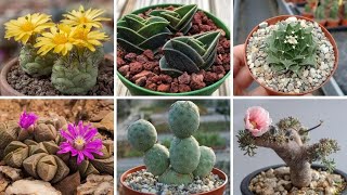 23 ESPÉCIES DE CACTOS E PLANTAS SUCULENTAS PARA IDENTIFICAÇÃO [upl. by Anthea]