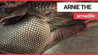 Meet Arnie the baby armadillo that loves taking baths  SWNS TV [upl. by Nahtahoj745]