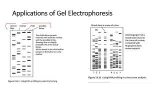 Chapter 192 Processes in Genetic Technology [upl. by Manus]