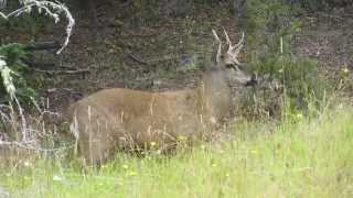 Huemul in the Tamango National Reserve Chile [upl. by Serafina]