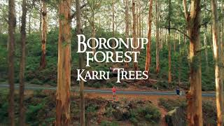 Boronup Forest Karri Trees 4K  Margaret River  Western Australia [upl. by Akinnej814]