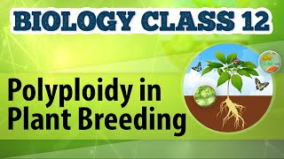 Polyploidy in Plant Breeding  Enhancement in Food Production  Biology Class 12 [upl. by Eedna]