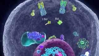 Apoptotic Pathways [upl. by Ees]