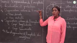 Cours  Terminale L2  SVT  Organisation de lencéphale  Localisation et protection  Mme Cissé [upl. by Nerfe]