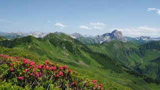 Bregenzerwald Wanderung quotAlpenrosen Traumquot Diedamskopf mit Steinmadl Kreuzmandl und Falzer Kopf [upl. by Reisfield274]