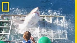 Diver Narrowly Escapes When Great White Shark Breaks Into Cage  National Geographic [upl. by Notnroht]