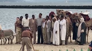 2Camels amp Donkeys  Playland Beach for Marty Supreme movie shoot [upl. by Wivinah]