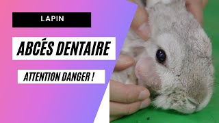 Abcès dentaire du LAPIN Ca se soigne [upl. by Attekram]