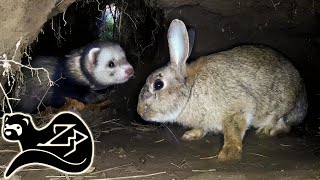 Polecat Ferret Chasing Rabbits Underground  Sunrise Ferreting 22 [upl. by Amerigo]