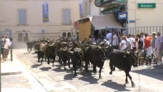 Lâcher de 50 Taureaux dans les rue de LunelViel [upl. by Attennaej588]