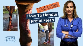 Horse Wound Care How to Treat Wounds amp Prevent Proud Flesh Tutorial [upl. by Taite]