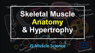 Skeletal Muscle Anatomy amp Hypertrophy  JS Muscle Science [upl. by Harte]