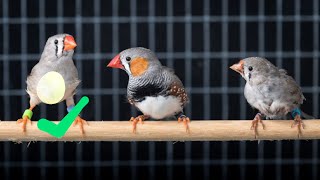 Pegnant finch behavior how to identify pregnant finch [upl. by Annek]