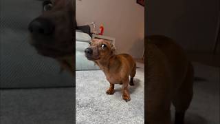 Mini doxie full body shake [upl. by Carree]