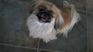 Amazing Pekingese dog named Mia [upl. by Williams294]