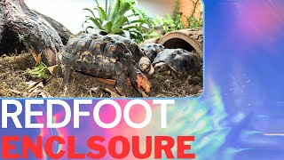 New INDOOR Redfoot Tortoise Enclosure [upl. by Yatnwahs34]