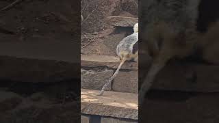 Coquerels Sifaka lemur jumping Madagascar wildlife [upl. by Onilecram644]