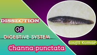 Dissection of Channa punctata digestive system  Snakehead fish  Zoology Practical  HS UG amp PG [upl. by Hesler]