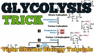 TRICK to learn GLYCOLYSIS substrates and most important points about glycolysis for NEET and AIIMS [upl. by Sampson681]