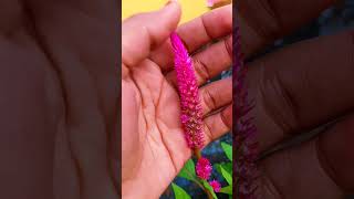 Celosia plant 🪴✨ terrace garden gardening viralvideo plants video youtube shorts flowers [upl. by Maureen]