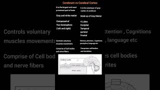 Cerebrum vs Cerebral Cortex  Psychology lectures  Clinical Psychologist Iqra Saeed [upl. by Vonni558]