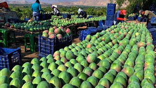 Australian Farmers Produce Thousands Of Tons Of Mangoes This Way  Australian Farming [upl. by Giraud]