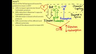 Renal Physiology Problem 7 [upl. by Vod936]