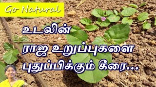 Mookirattai Keerai Health Benefits in Tamil மூக்கிரட்டை மூலிகை Punarnava Boerhavia Diffusa [upl. by Elem]