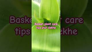 Basket plant indoorplant like share subscribe [upl. by Ikcir]