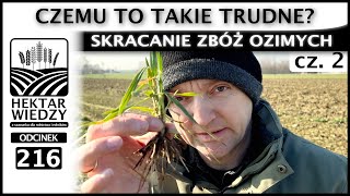 SKRACANIE ZBÓŻ OZIMYCH CZEMU TO TAKIE TRUDNE Część 2  ODCINEK 216 [upl. by Tertias446]