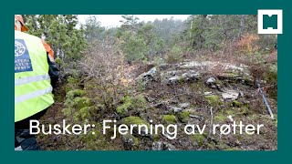 Busker Fjerning av røtter [upl. by Bang]