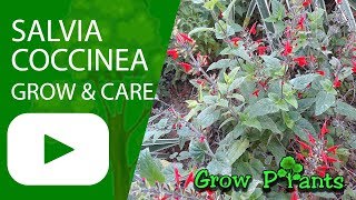 Salvia coccinea  grow amp care [upl. by Yeaton]