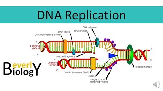 DNA replication [upl. by Efioa541]