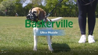 New Baskerville Ultra Muzzle How to Use and Fit [upl. by Ameehs]