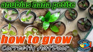 anubias nana petite how to grow correctly out outdoor  anubias care propagation [upl. by Reviere]