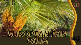 EUROPEAN FAN PALM Information amp Growing Tips Chamaerops humilis [upl. by Aititil]