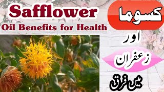 Safflower Cultivation Safflower vs Saffron Kusuma Cultivation Safflower seeds oil benefits [upl. by Laidlaw]