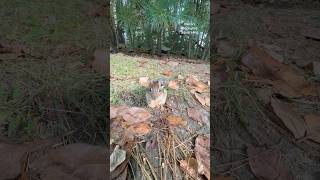 Chippy is so funny He doesn’t want to share with his little neighbor 🤣 squirrelwhisperer [upl. by Lynnell641]