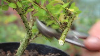 Japanese  ornamental holly bonsai [upl. by Aseena]