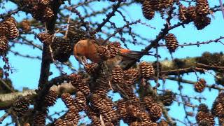 The Common Crossbill and its call [upl. by Tse]