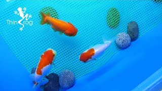 How to Breed Goldfish Breeding Tank Ep1 [upl. by Filberto]