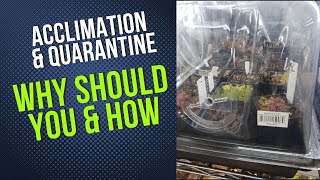 How To Acclimate and Quarantine Your Plants [upl. by Graces]