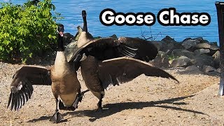 Angry Canada Goose Chase  Goose Sounds And Fight  Wild Goose Chase [upl. by Ellehsat789]