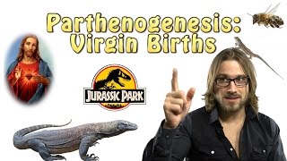 Parthenogenesis Virgin Births [upl. by Carolee519]