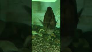 Siamese Tigerfish\美擬松鯛\虎鱼 freshwaterfish fishing aquariumfish [upl. by Analat]