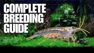 Breeding Amano Shrimp is EASY Complete Detailed Presentation  Avatar Aquatics Method [upl. by Yrannav]