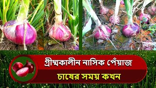 গ্রীষ্মকালীন নাসিক পেঁয়াজ চাষের উপযুক্ত সময় কখন । nasik onion farming l Mithu Seeds [upl. by Anilam]