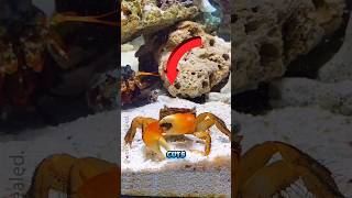 Crabs cut off their own claws 🦀🦀 amazingfacts [upl. by Kenji]