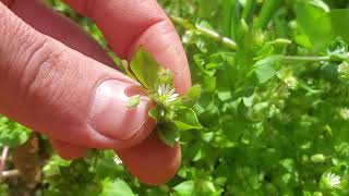 The Weed Every Garden Should Have Plant Profile Chickweed [upl. by Zoeller]