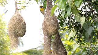 Weaver BirdIndian Weaver Bird Nest [upl. by Fital175]